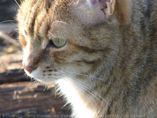 Photo de Chat domestique