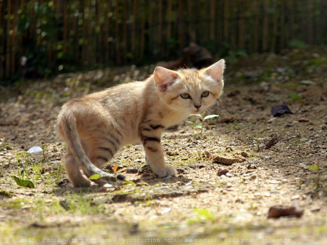 Photo de Chat des sables