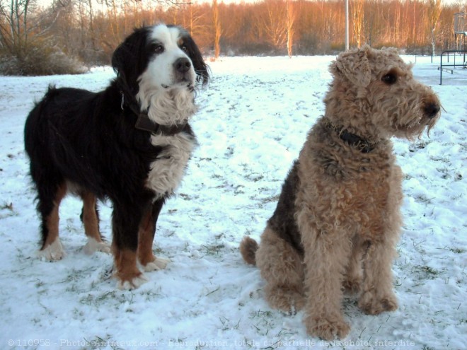 Photo de Races diffrentes