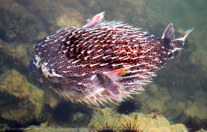 Photo de Poissons exotiques