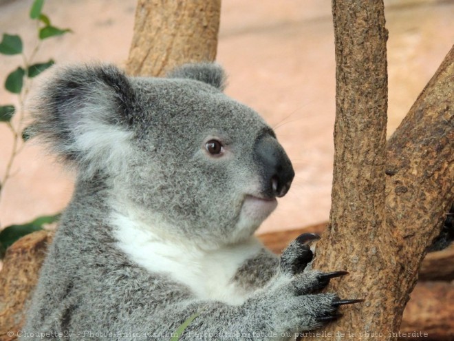 Photo de Koala