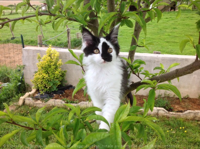 Photo de Maine coon