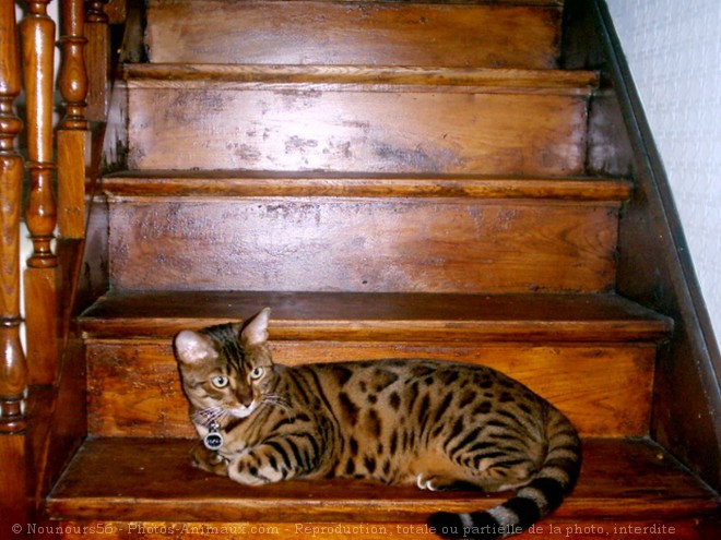 Photo de Bengal