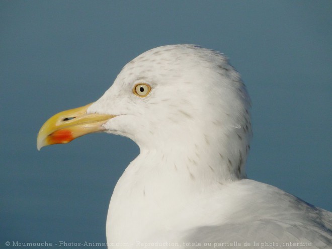 Photo de Goeland