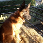 Photo de Berger belge malinois