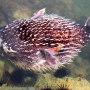 Photo de Poissons exotiques