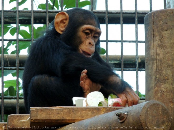 Photo de Singe - chimpanz