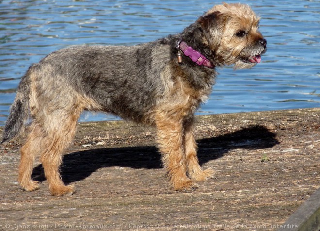 Photo de Border terrier