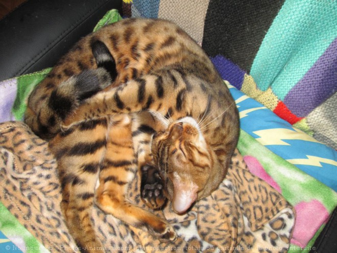 Photo de Bengal