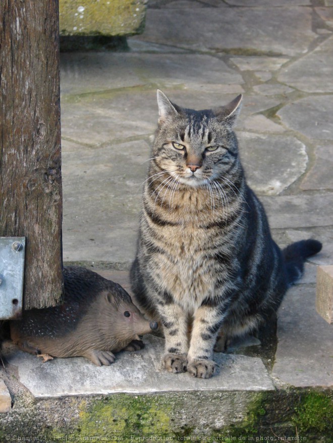 Photo de Chat domestique