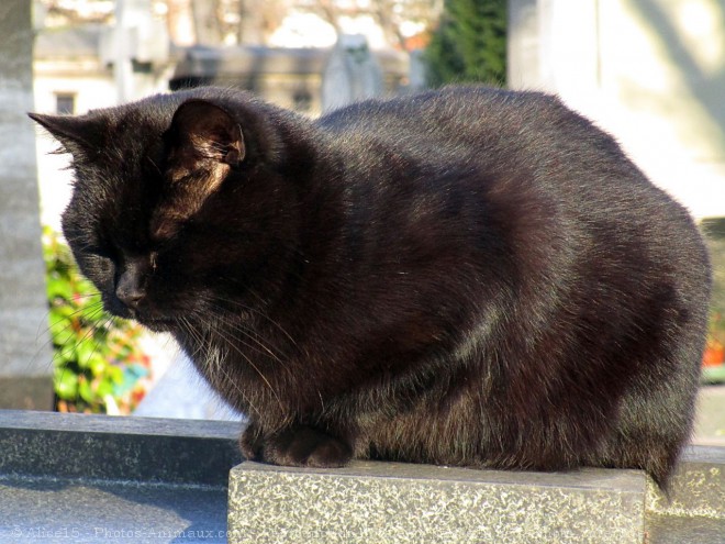 Photo de Chat domestique