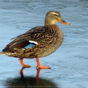 Photo de Canard colvert