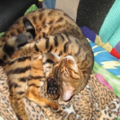 Photo de Bengal