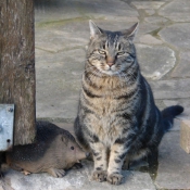 Photo de Chat domestique