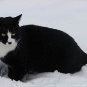 Photo de Chat domestique