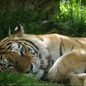 Photo de Tigre