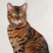 Photo de Bengal