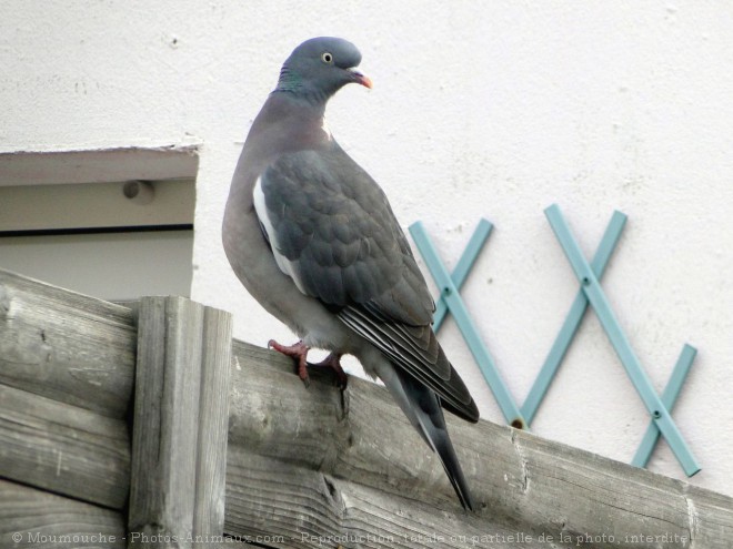 Photo de Pigeon - ramier