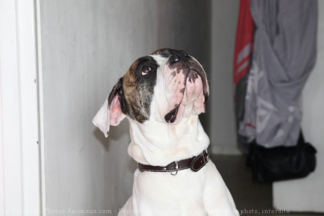 Photo de Bulldog americain