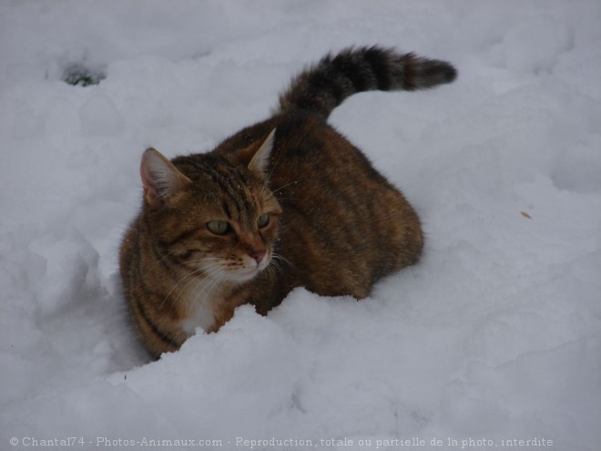 Photo de Chat domestique