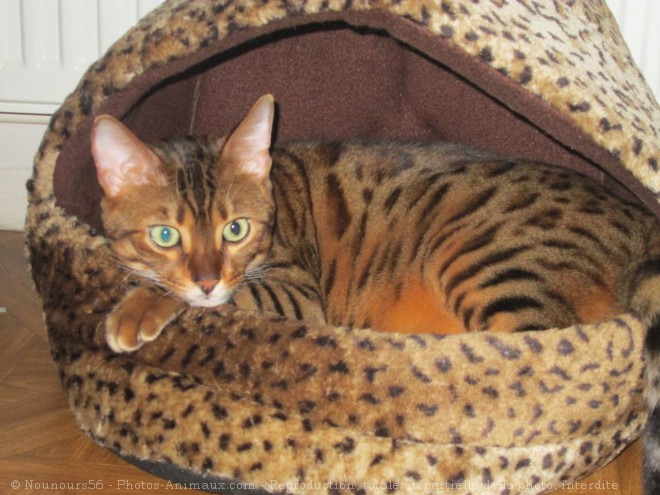 Photo de Bengal