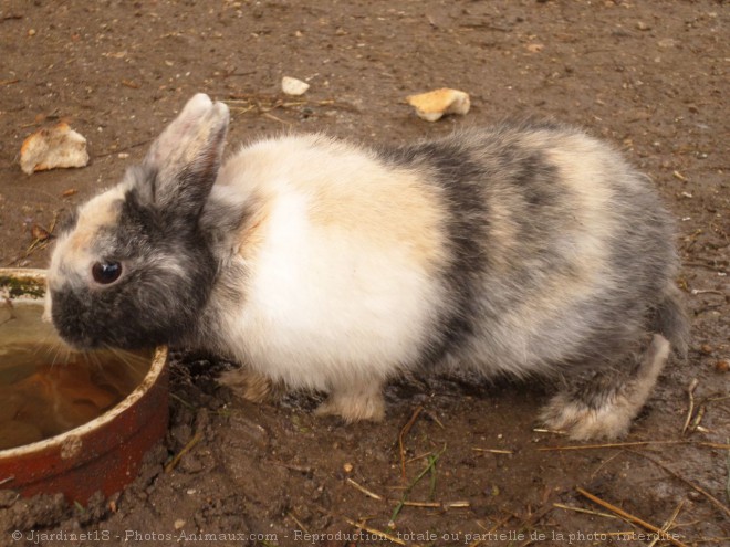 Photo de Lapin