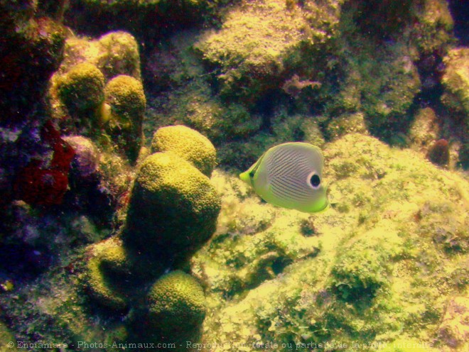 Photo de Poissons exotiques