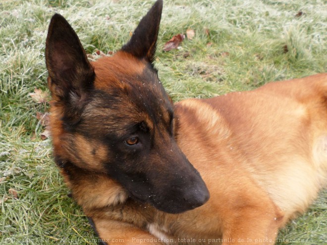 Photo de Berger belge malinois