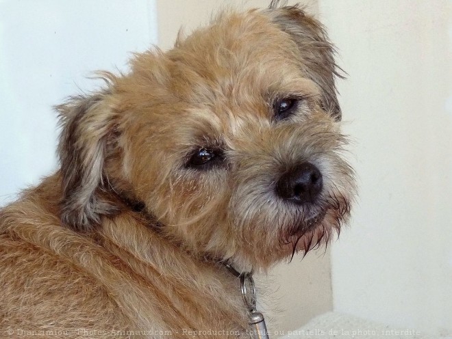 Photo de Border terrier