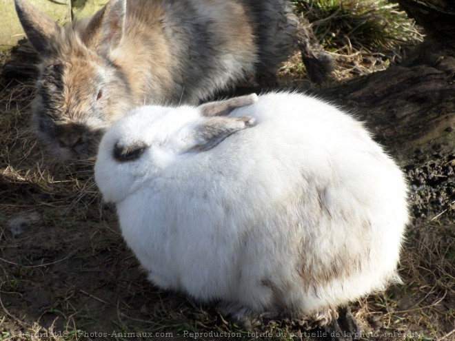 Photo de Lapin