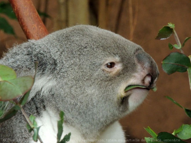 Photo de Koala