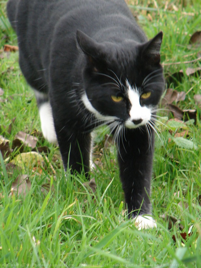 Photo de Chat domestique