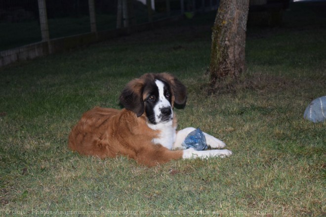 Photo de Saint-bernard poil long