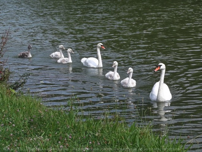 Photo de Cygne