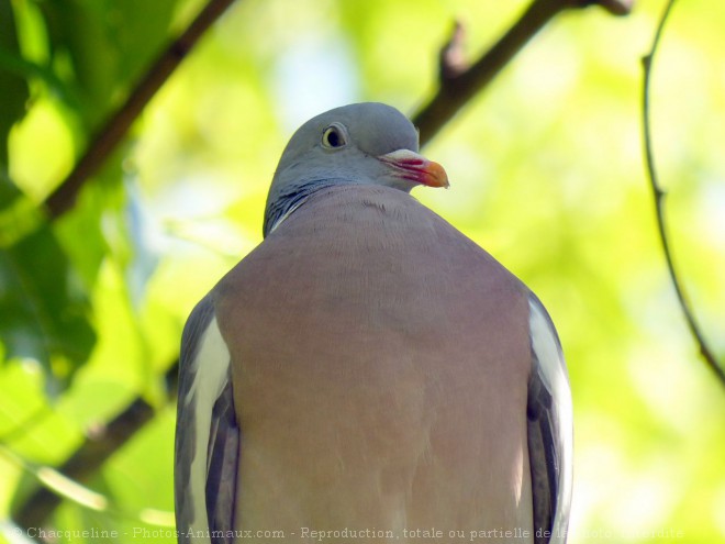 Photo de Pigeon - ramier