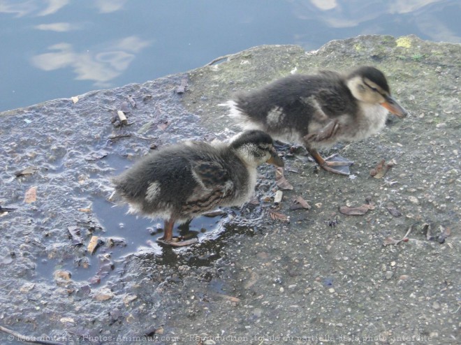 Photo de Canard colvert