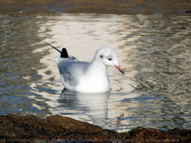 Photo de Mouette