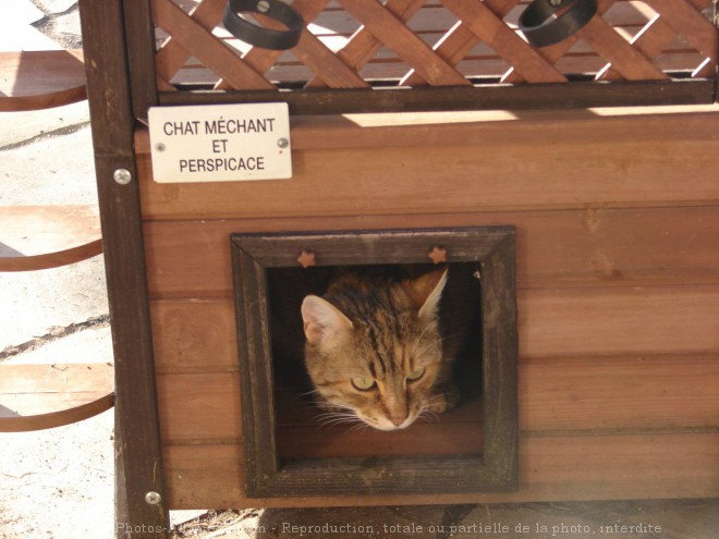 Photo de Chat domestique