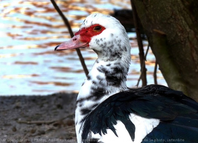 Photo de Canard de barbarie