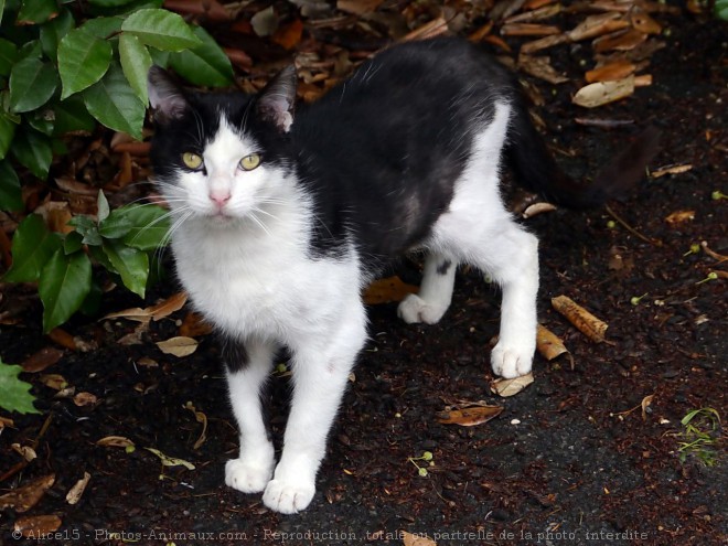 Photo de Chat domestique