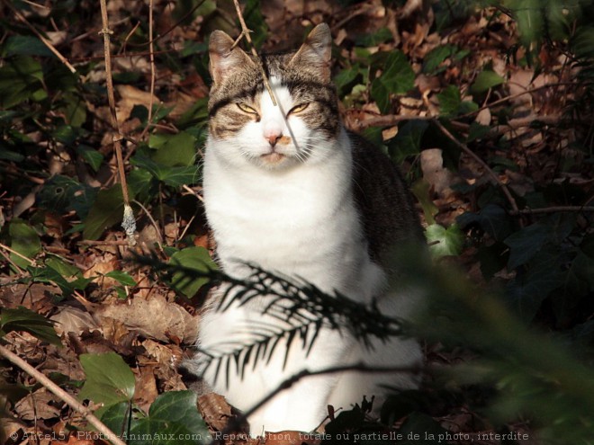 Photo de Chat domestique