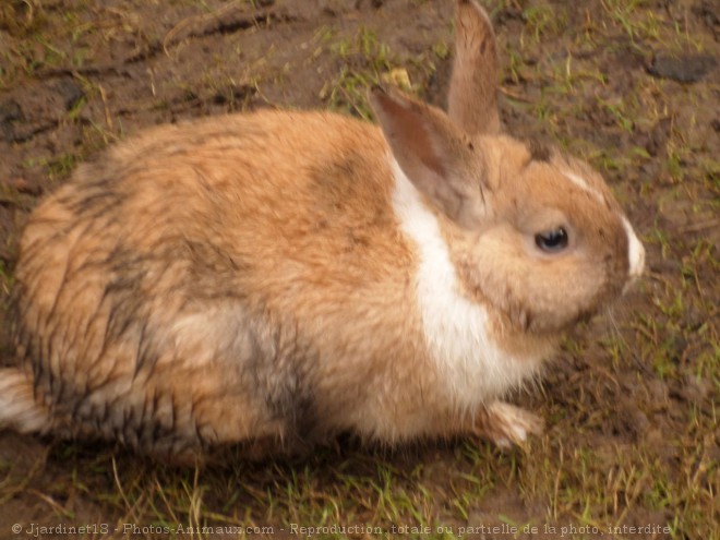 Photo de Lapin