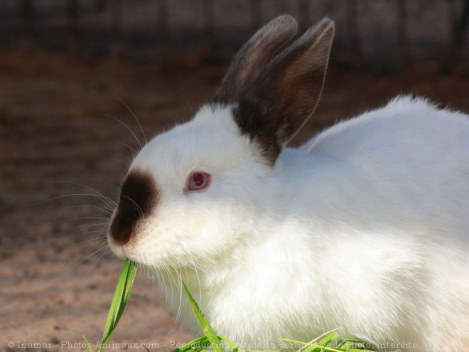 Photo de Lapin