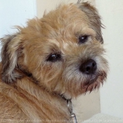 Photo de Border terrier