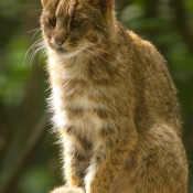 Photo de Chat lopard de sibrie