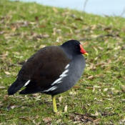 Photo de Poule d'eau