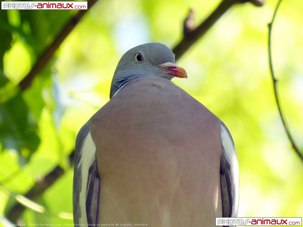 pigeon ramier en 7 lettres