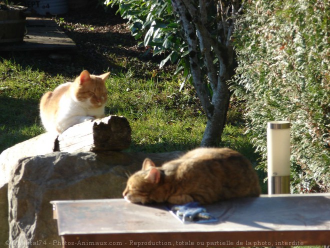 Photo de Chat domestique