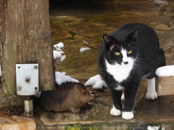 Photo de Chat domestique