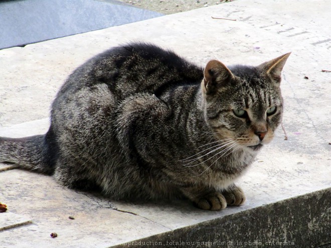 Photo de Chat domestique